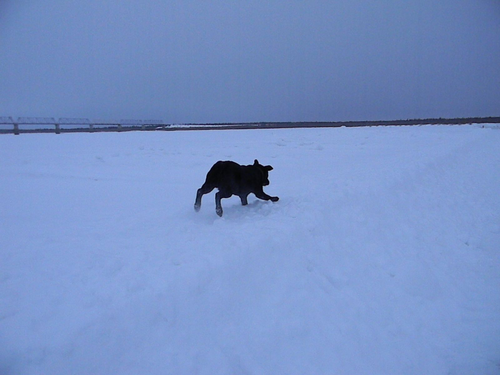 Прогулка зимой лабрадор Лекс